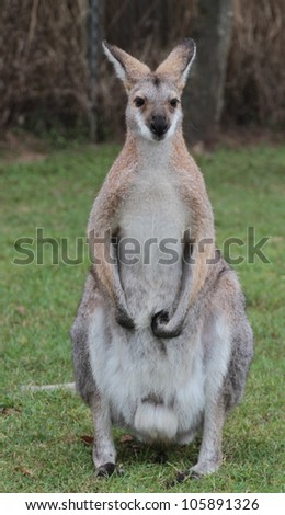 Full body frontal shot of a small Australian Wallaby