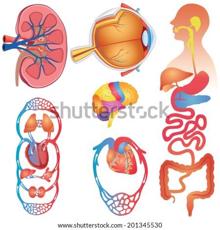 Human Body Parts Vector Set - 201345530 : Shutterstock