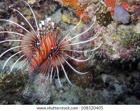 Spot fin Lion fish (Pterois antennata).  Lion fish are known for their venomous fin rays. Stings from this lion fish can cause  nausea, fever, breathing difficulties, convulsions, and sweating.