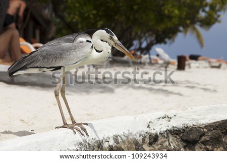 A heron looking for food shares the beach with holiday makers.