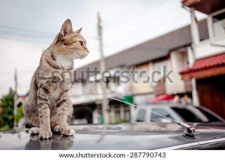Tiger Cat sitting on car roof and rains drops on at rainy season,focused cat face