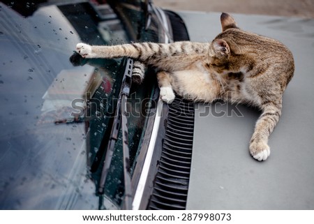 Tiger Cat sitting and licking on car hood and rains drops on at rainy season,focused cat face
