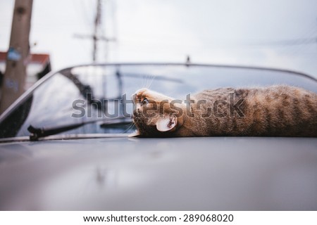 Tiger Cat wallowing on car hood and rains drops on at rainy season,focused cat face.Vintage tone