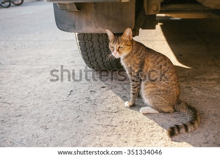 Tiger Cat sitting below car,focused cat face
