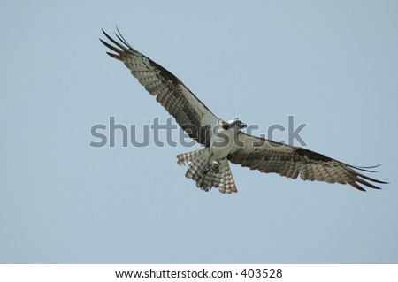 Osprey soaring