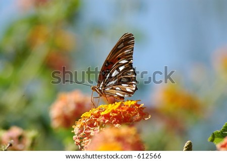Butterfly bush and butterfly