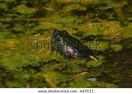Turtle peering from pond slime