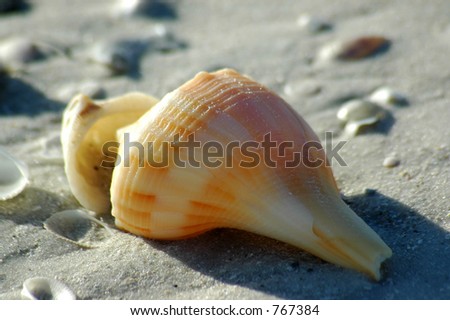 Shells Of Florida