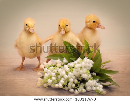 Easter postcard shows three little yellow fluffy ducklings