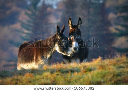 Donkey friends kissing outside