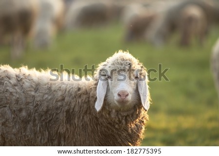 A woolly Italian sheep is looking; other sheep are behind, in a green field. The scene is gently lit by the last daylight. Landscape shaped.
