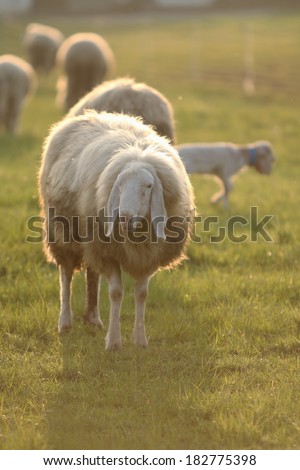 A woolly Italian sheep is standing in the field; other sheep and a lambare behind. The scene is taken in the golden light. Portrait shaped.