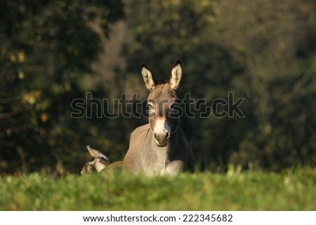 A grey/light brown donkey in the countryside is looking carefully in fron of him