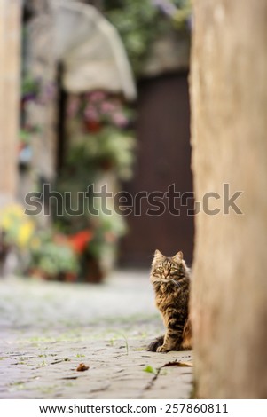 Long-haired cat looking from behind an antique wall in an Italian village, with a flower shop in the background. Vintage look