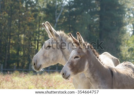 A big grey donkey and a small brown donkeys together in the fields