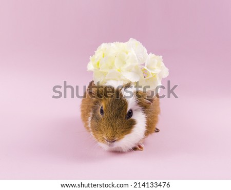 Guinea pig with floral wreath. Sweet animal
