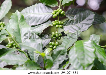 green coffee beans on the tree