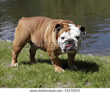 stock-photo--english-bulldog-55270255.jp