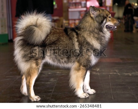 Brown Eskimo Dog standing Laika the dog is standing on a wooden floor.