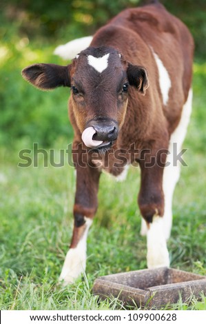 The little brown cow is standing in the grass