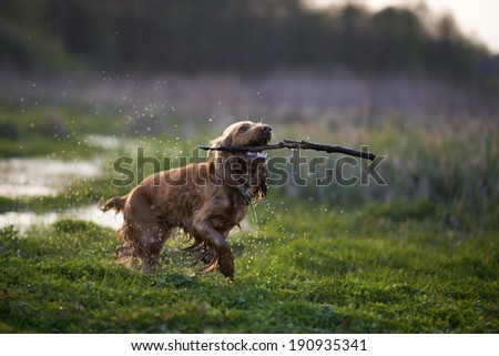 redhead Spaniel dog running with a stick in the grass and puddles