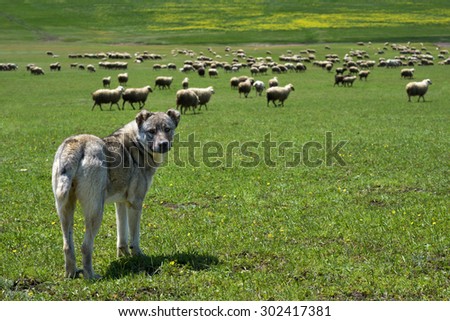 herding dog guarding a large flock of sheep