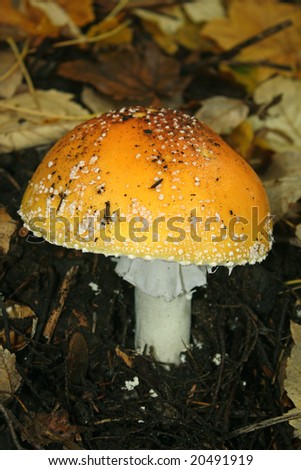 Large orange fly agaric mushroom growing in the Pacific Northwest, USA.