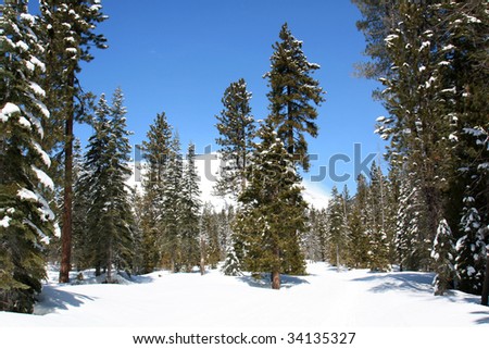 A snow covered forest on Mt. Shasta in northern California, USA.