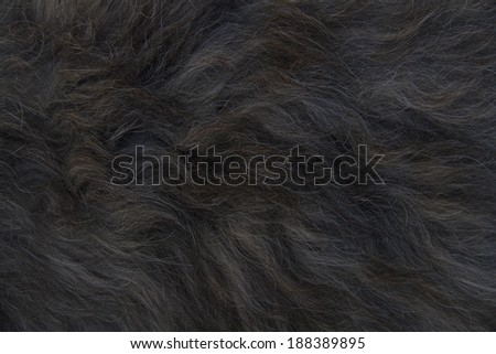 black animal hair