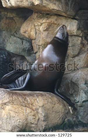 Posing Sea Lion