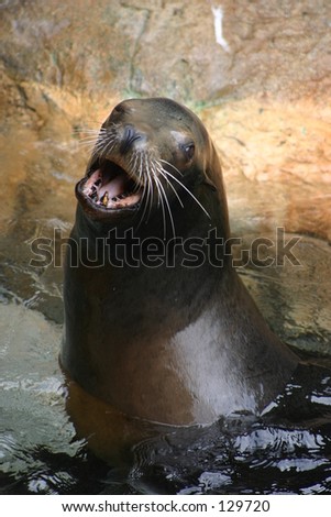 Posing Sea Lion