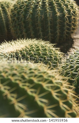 Green cactus/Green cactus background