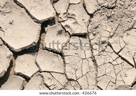 dog footprint on dry mud