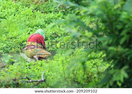 DHAMPUS, NEPAL - OCTOBER 8: Nepali peasant woman works in an orchard on the outskirts of town in the evening on October 8, 2012 in Dhampus-Annapurnas Tour trekking tour-Kaski distr.-Gandaki zone-Nepal
