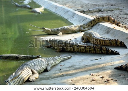 Breeding young gharials -gavialis gangeticus- being reared and raised to an age of 6-9 years under protection of the Gharial Conservation Project. Chitwan Park and distr.-Narayani zone-Nepal.