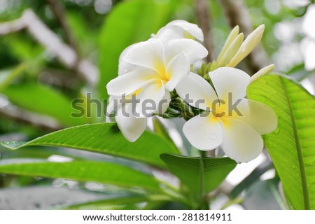 Tiare flowers-Tahitian Gardenia-Gardenia Taitensis showing their white color among the green leaves of the plant.s foliage. Lonnoc Beach-Espiritu Santo Island-Vanuatu.