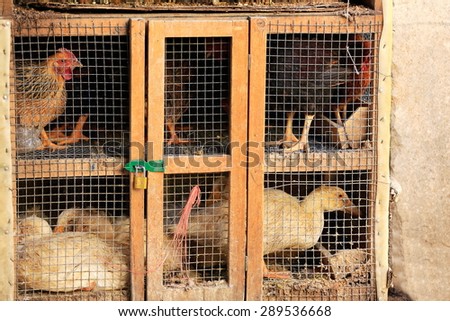 Hens and ducks for sale padlocked in a wood and wire grid cage-market in the lower area. Gyantse city and county-Shigatse pref.-Tibet.