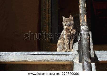 Yellow eyed lonely cat under the sun standing at the entry to the Tsuklakhang temple in the buddhist Pelkhor Chode-monastery. Gyantse city and county-Shigatse pref.-Tibet.