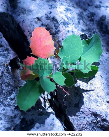 Oak Sapling Growing Through a Crack in a Rock Crop 1