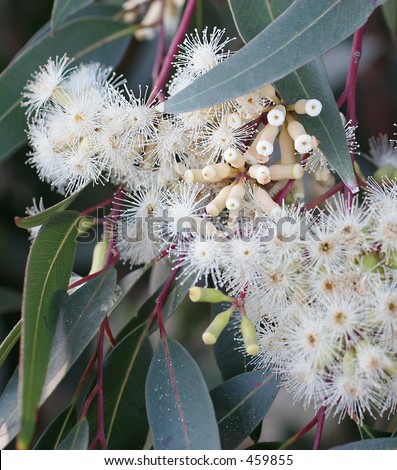 Red Gum Blossoms