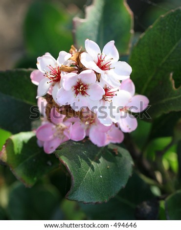 Pink and White Indian Hawthorn  blossoms