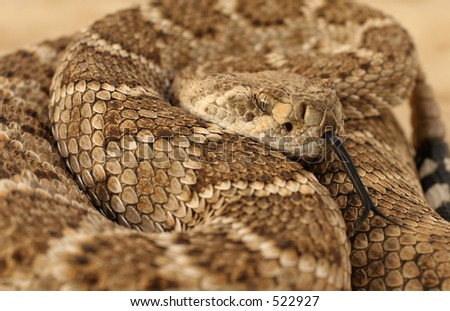 Diamondback poised to strike with forked tongue out