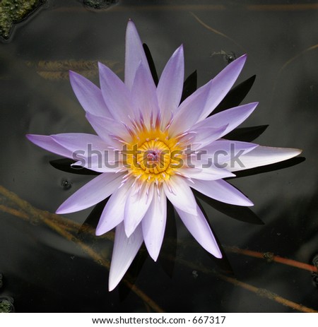 Lavender Water Lilly