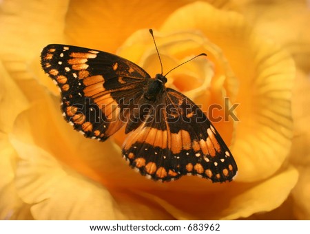 Black And Orange Butterfly On Yellow Rose Stock Photo 6