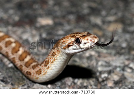 Glossy Snake Flicking Tongue Stock Photo 713730 : Shutt