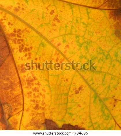 Big Sycamore leaf - backlit