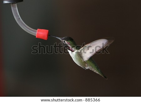 Hummingbird at feeder - wings backward