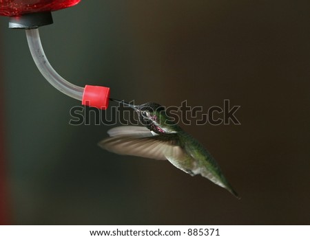 Hummingbird at feeder - wings foreward