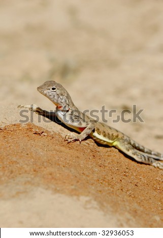 Zebra-tailed Lizard Portrait on rock