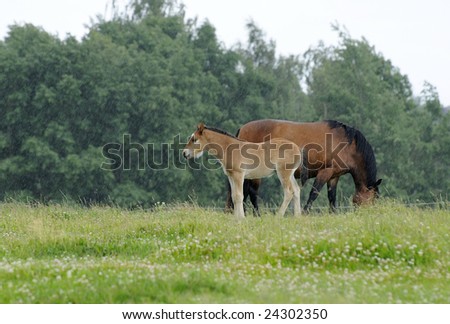 young horse in the rain